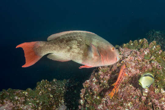 Image of Bicolor Parrotfish