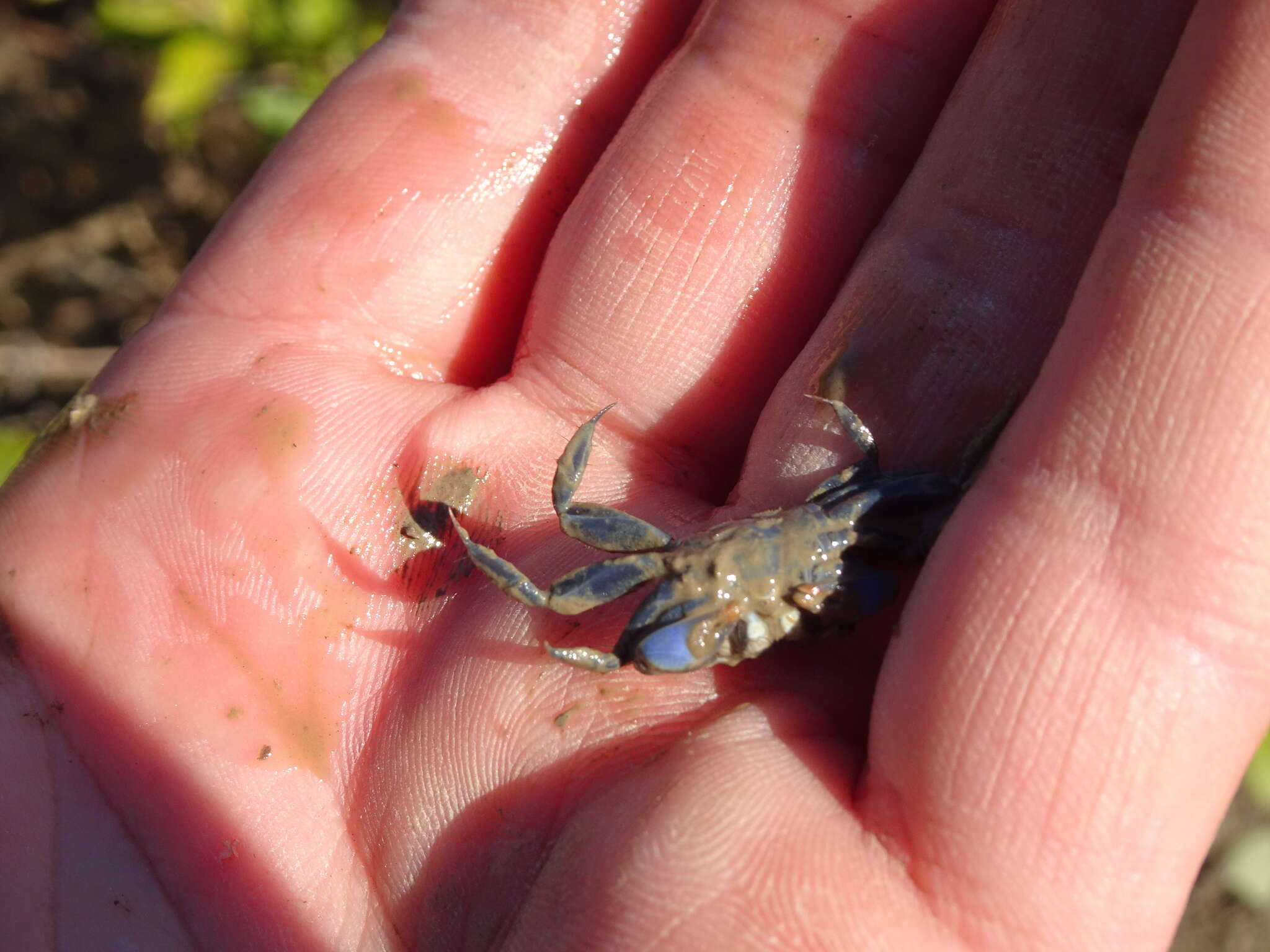 Sivun Australoplax tridentata (A. Milne-Edwards 1873) kuva