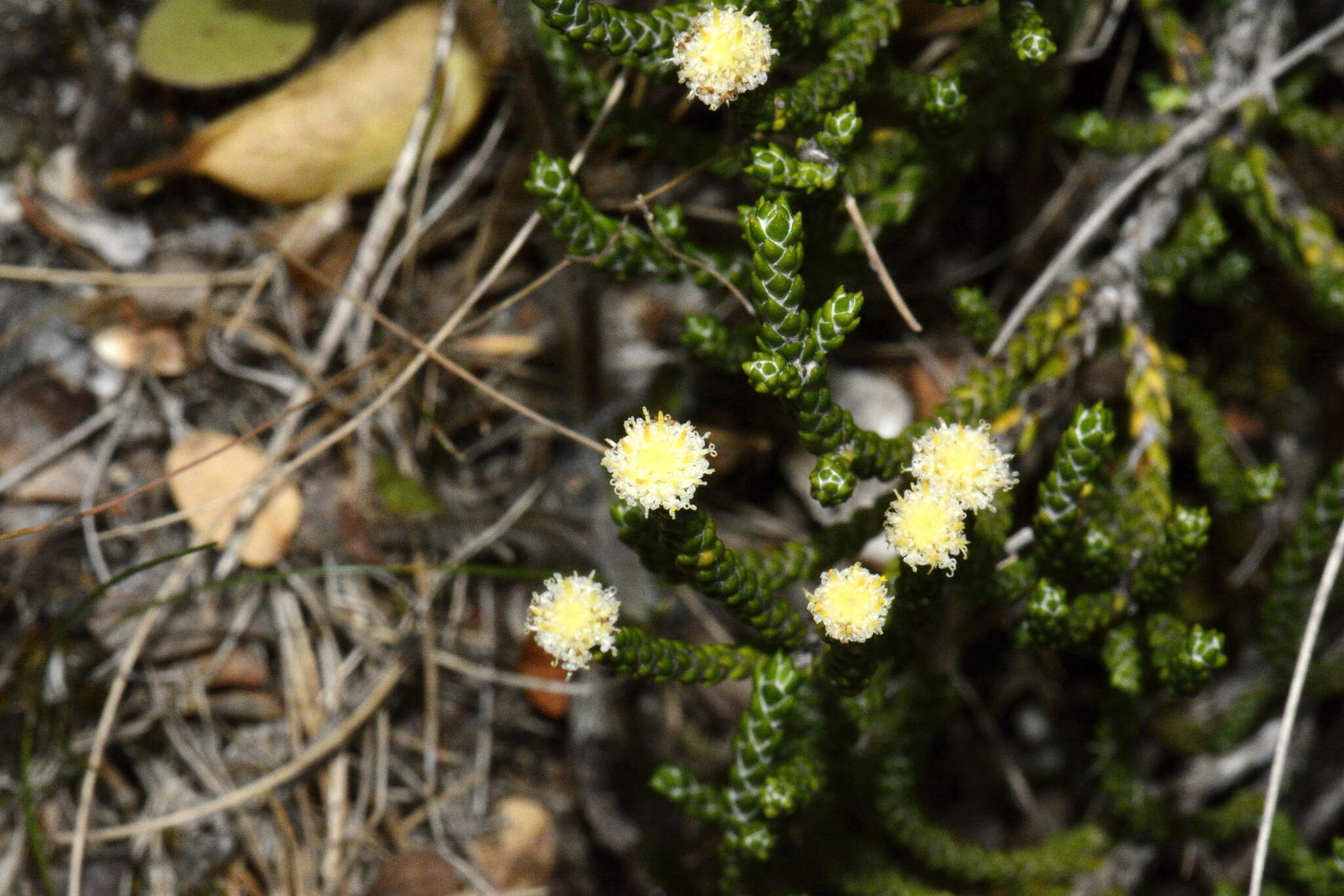 Image of Ozothamnus selago Hook. fil.