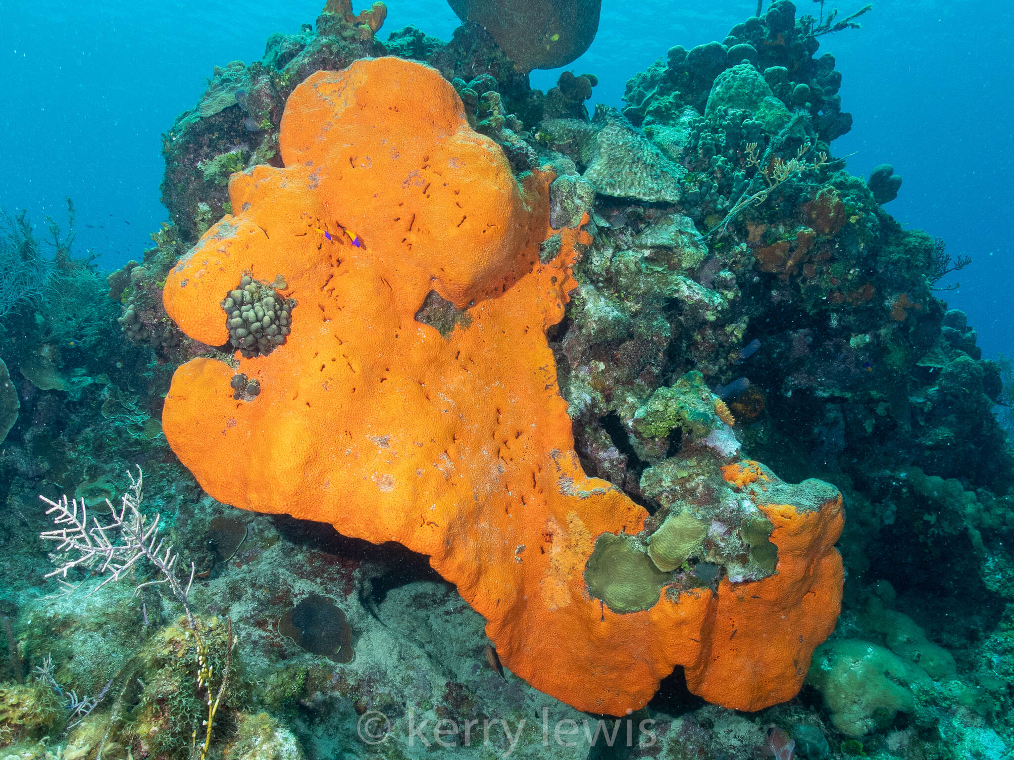 Image of orange elephant ear sponge