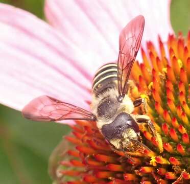 Image of Pugnacious Leaf-cutter Bee