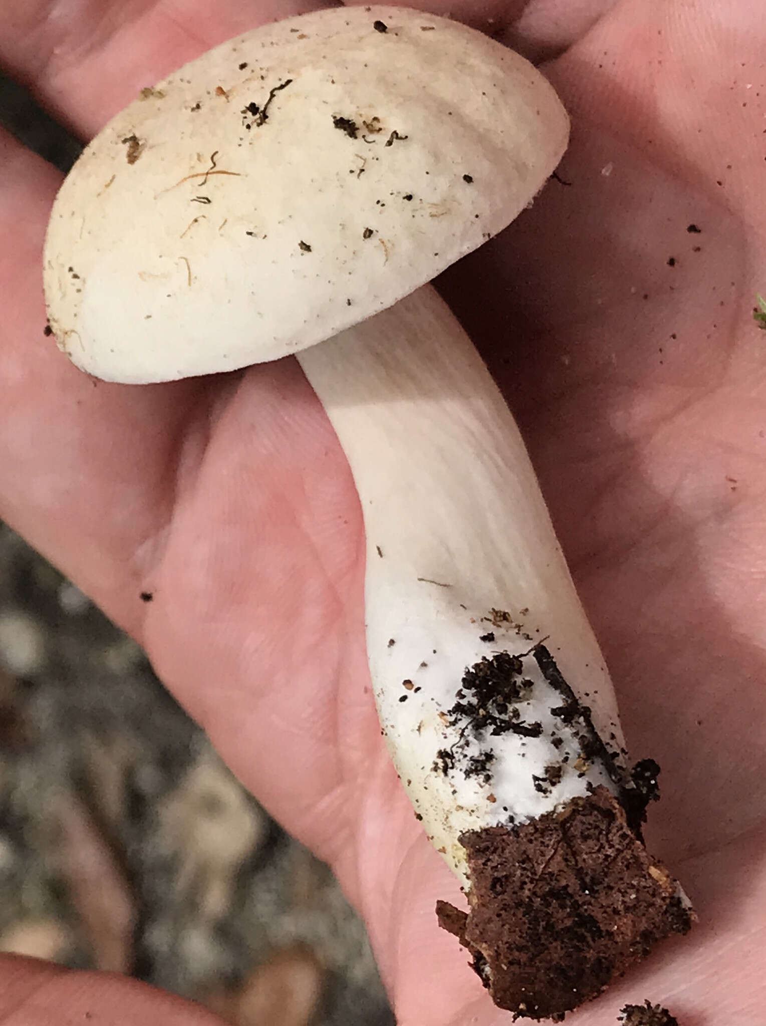 Image of Pale bitter bolete