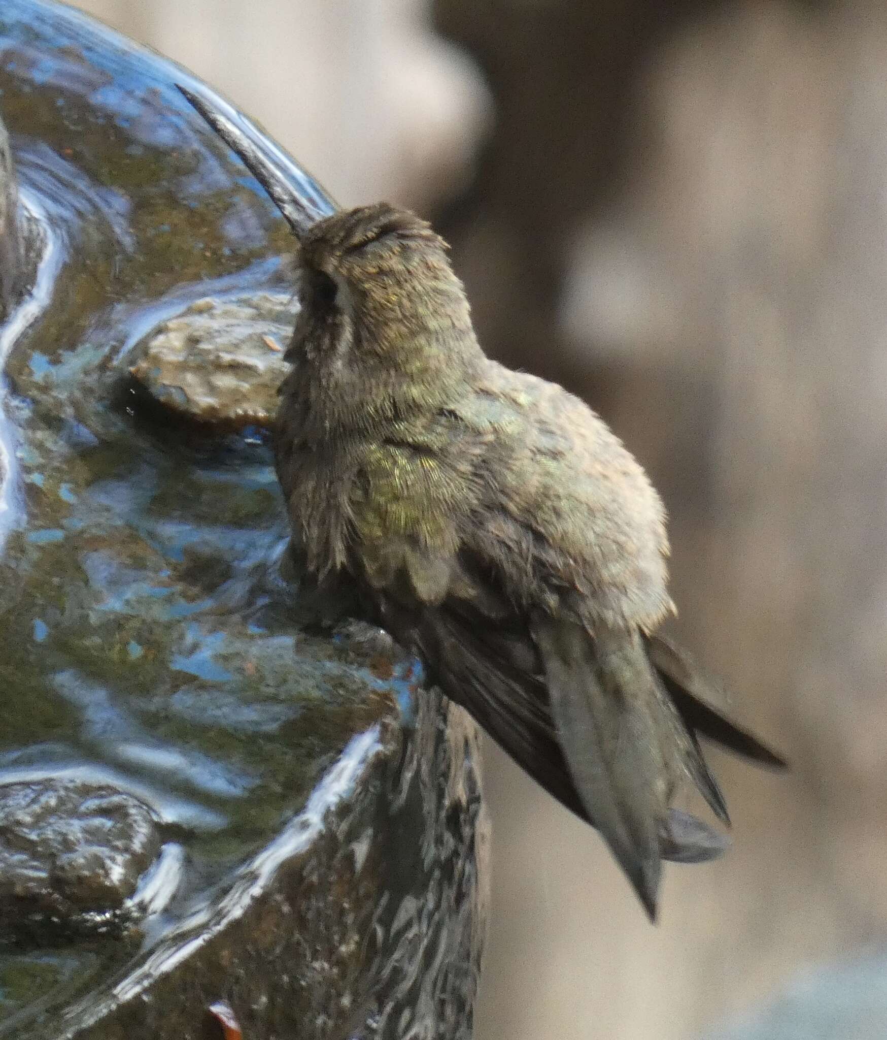 Image of Phaeoptila Gould 1861