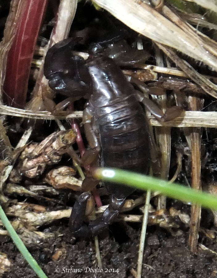 Image of Euscorpius garganicus Caporiacco 1950