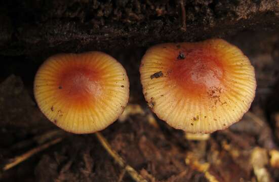 Image of Mycena atkinsoniana A. H. Sm. 1947