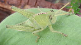 Image of Acanthacris