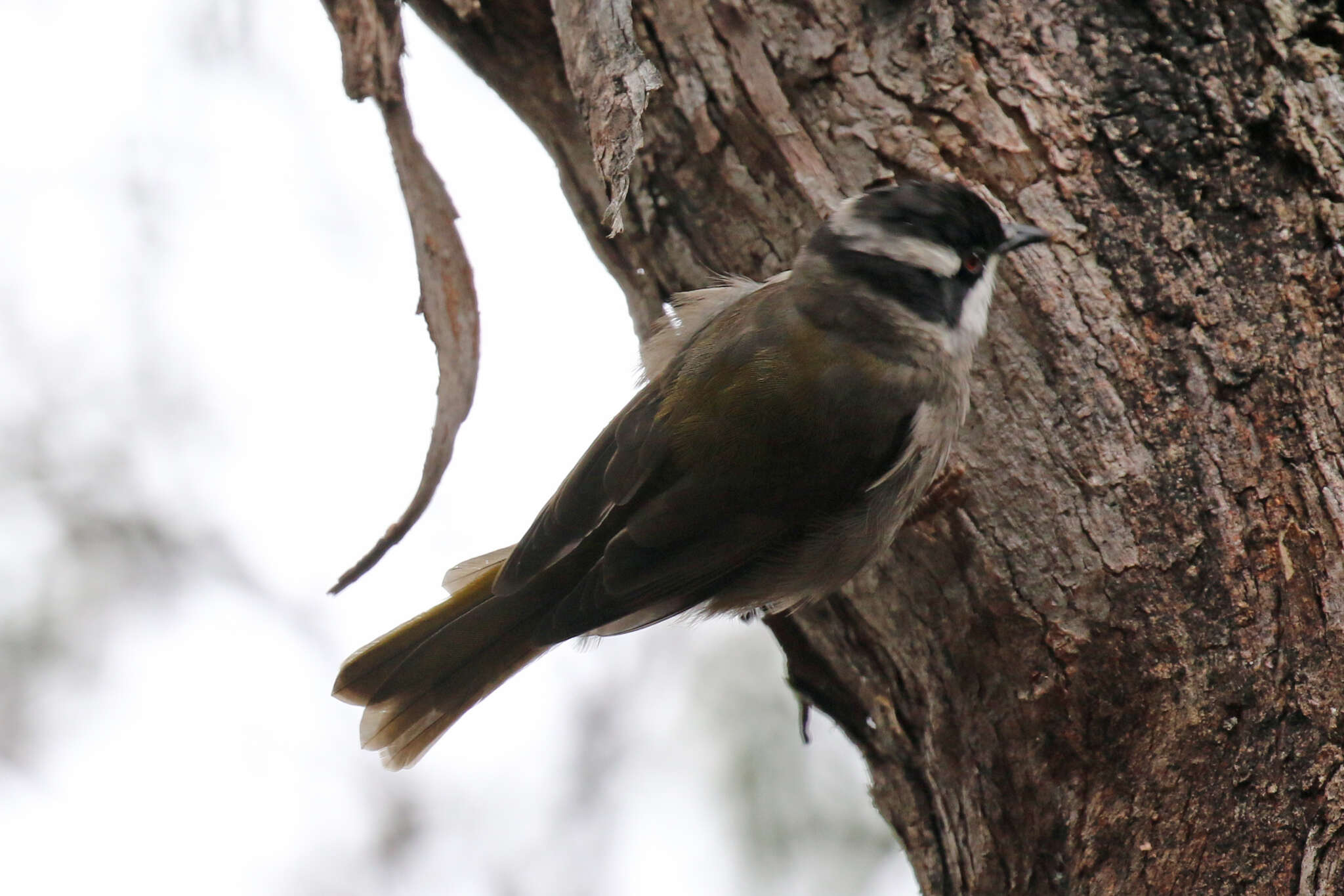 Image of Strong-billed Honeyeater