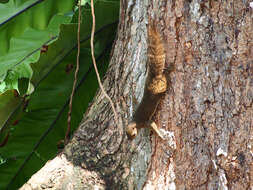 Image of Plantain Squirrel