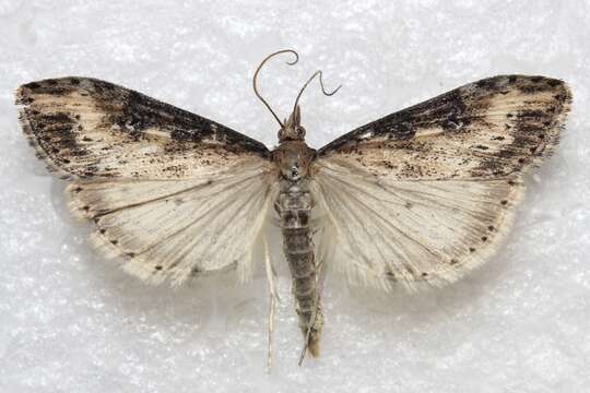 Image of Udea itysalis Walker 1859