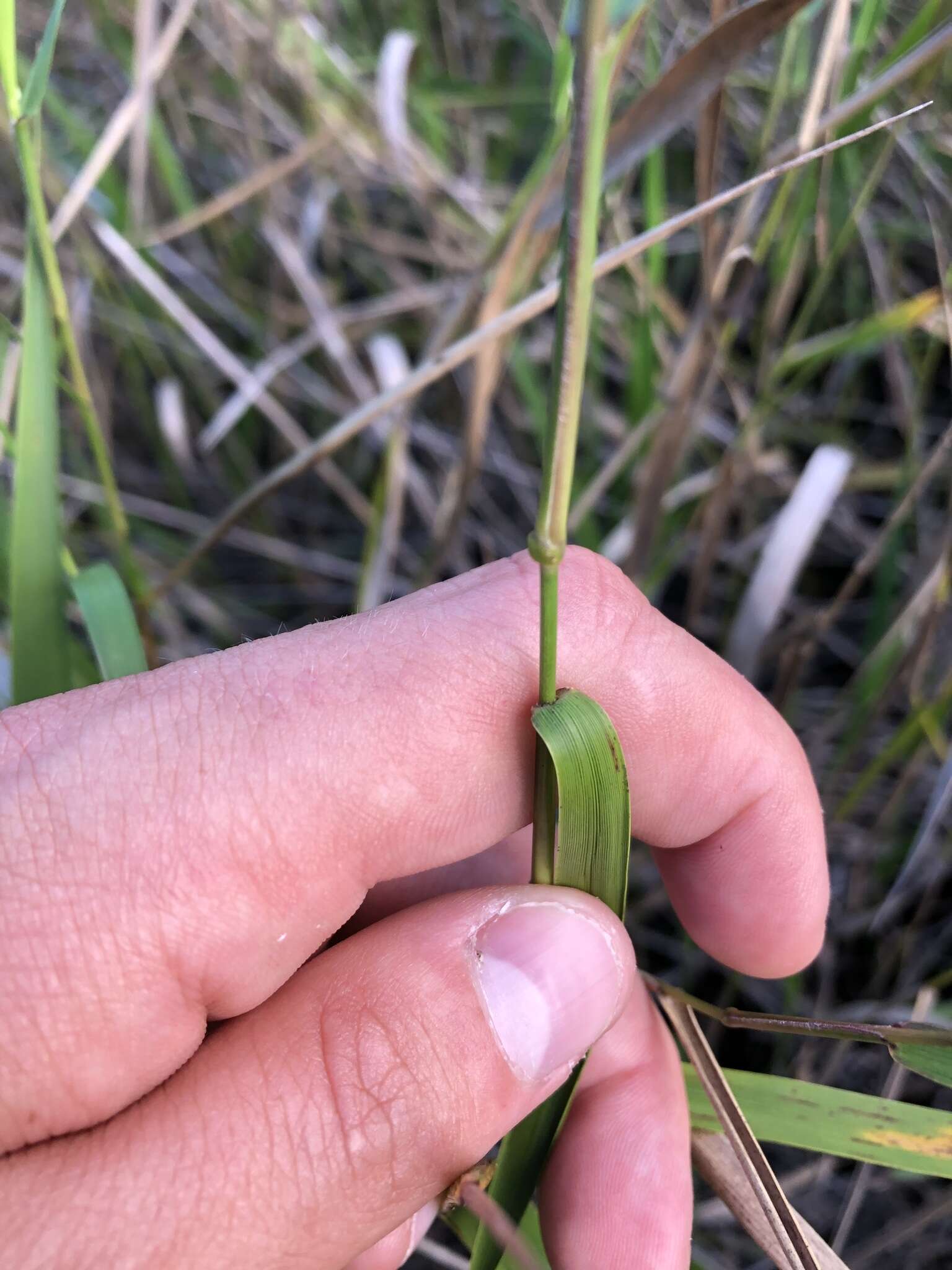 Image de Panicum hemitomon Schult.