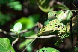 Image of Arhopala eumolphus (Stoll (1780))