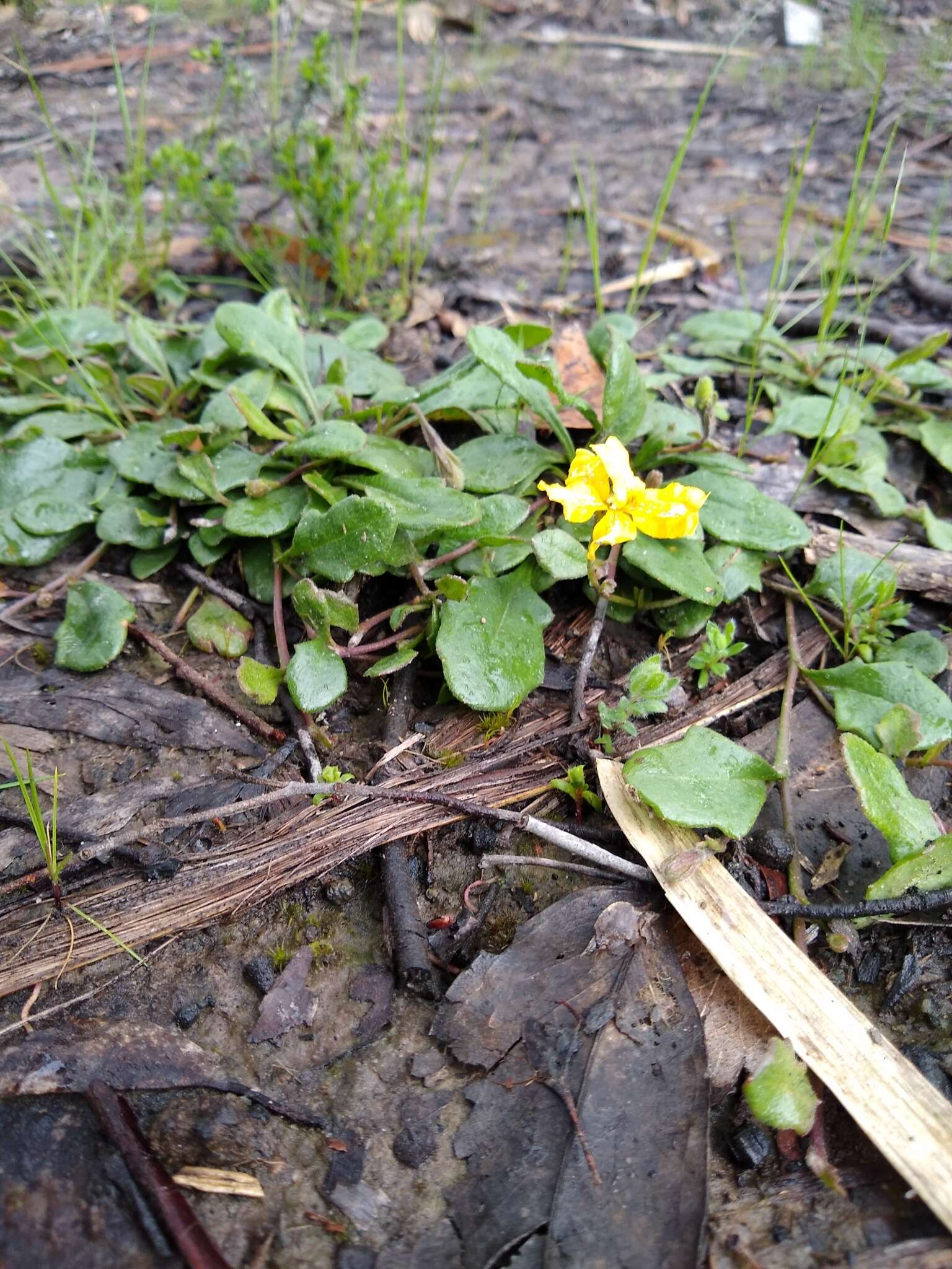 Image of Goodenia lanata R. Br.