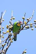 Image of Necklaced Barbet