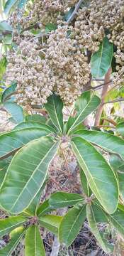 Image of Schefflera macrocarpa (Cham. & Schltdl.) Frodin