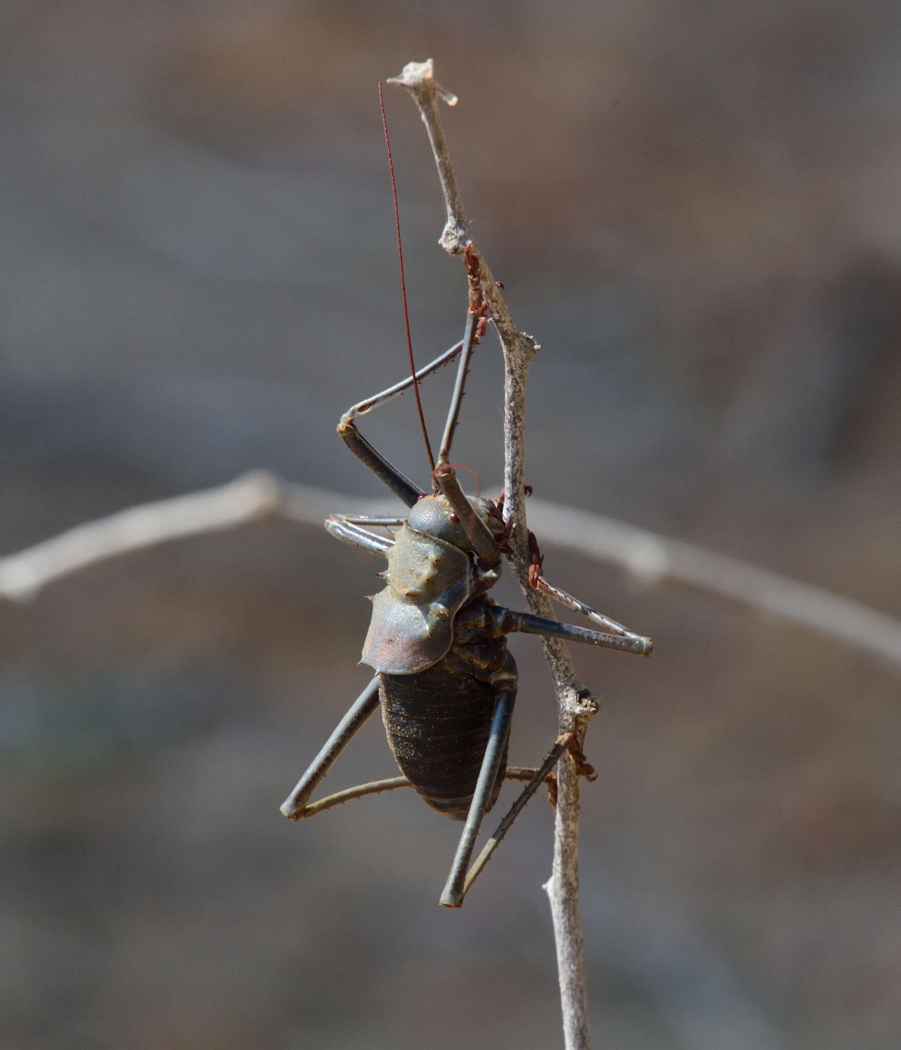 Image of Long-legged Armoured Katydid