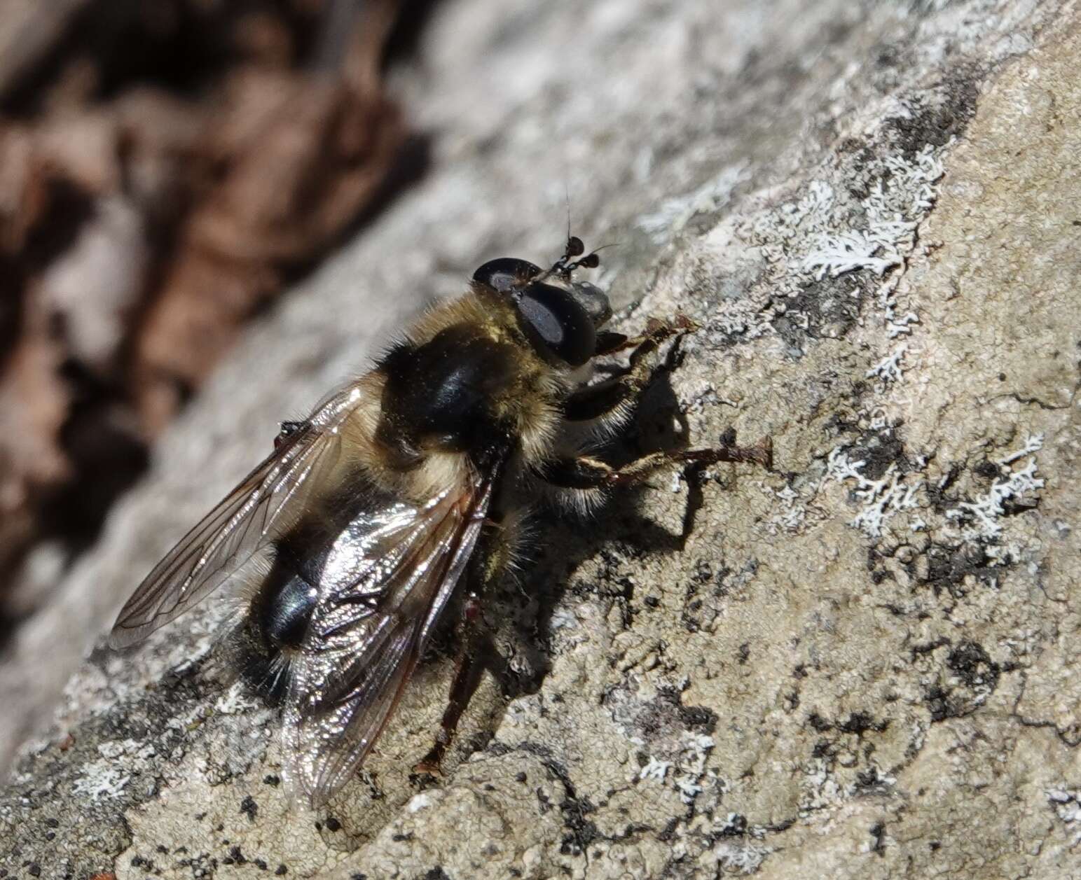 Image de Criorhina verbosa (Walker 1849)