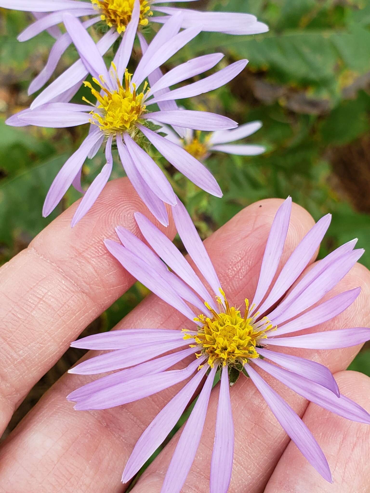 Image of eastern showy aster