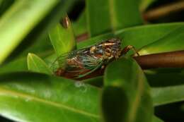 Image of blood redtail cicada