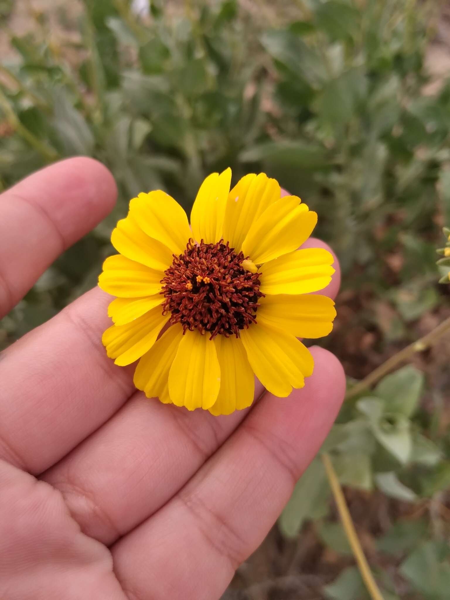 Sivun Encelia palmeri Vasey & N. E. Rose kuva