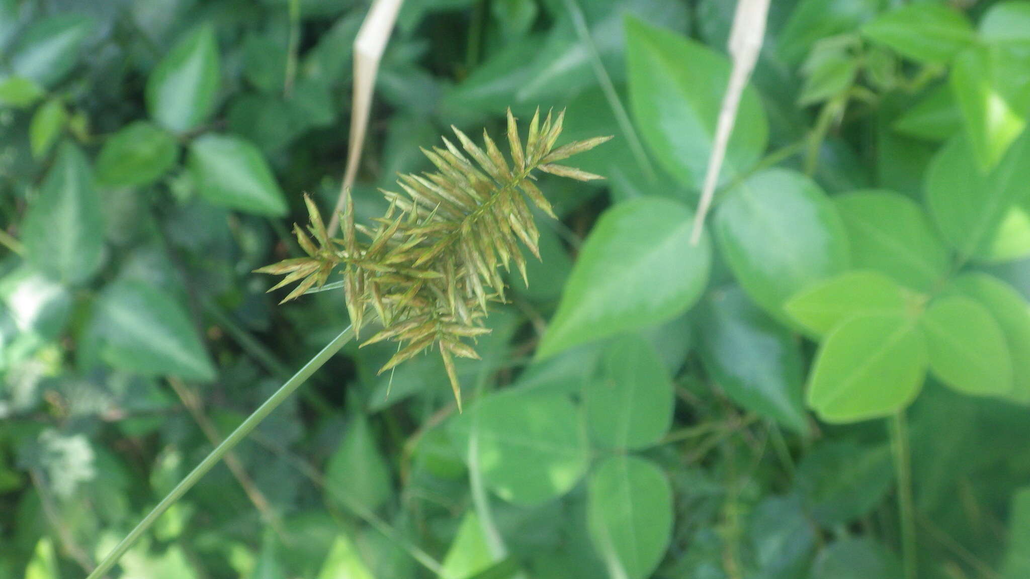 Image of Cyperus impubes Steud.