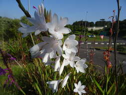 Image of Watsonia borbonica subsp. ardernei (Sander) Goldblatt