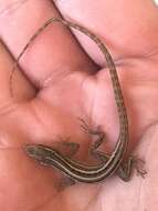 Image of Five-striped grass anole