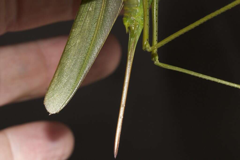 Image of Terpandrus calperum Rentz & D. C. F. 2001