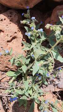 Слика од Brunnera orientalis (Schenk) I. M. Johnst.