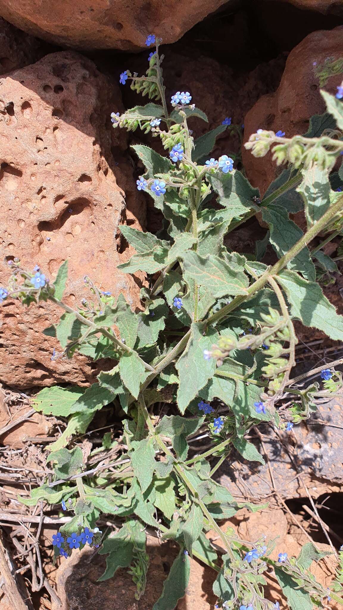 Image of Brunnera orientalis (Schenk) I. M. Johnst.