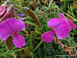 Image de Tephrosia purpurea (L.) Pers.