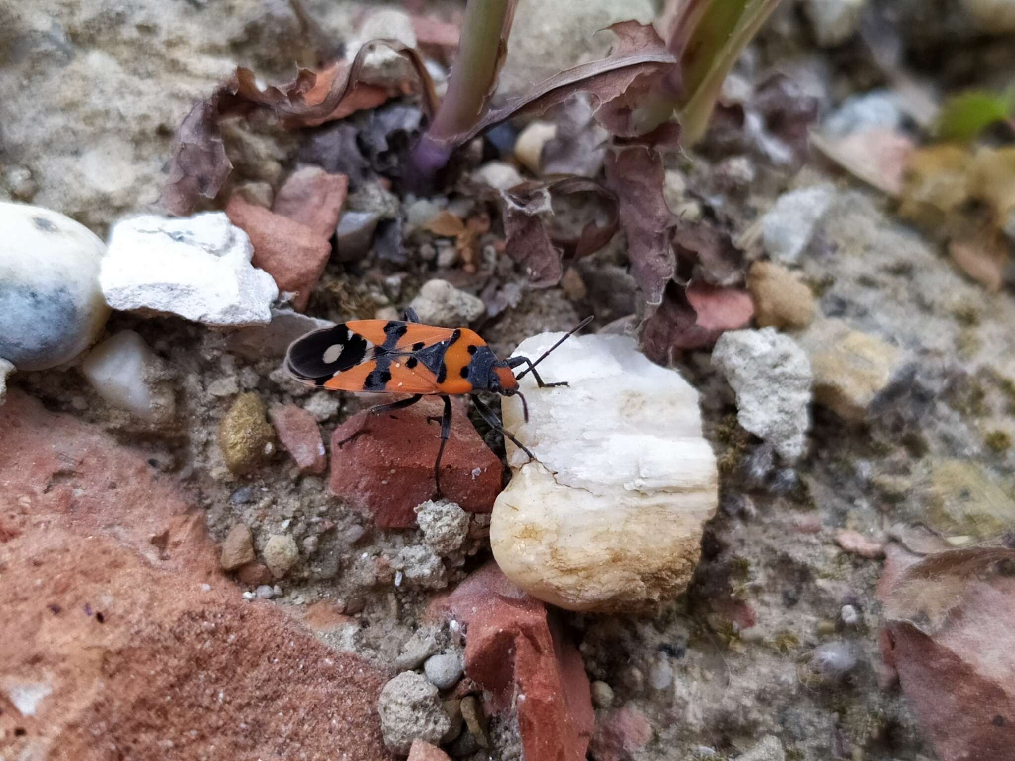 Image of Lygaeus simulans Deckert 1985