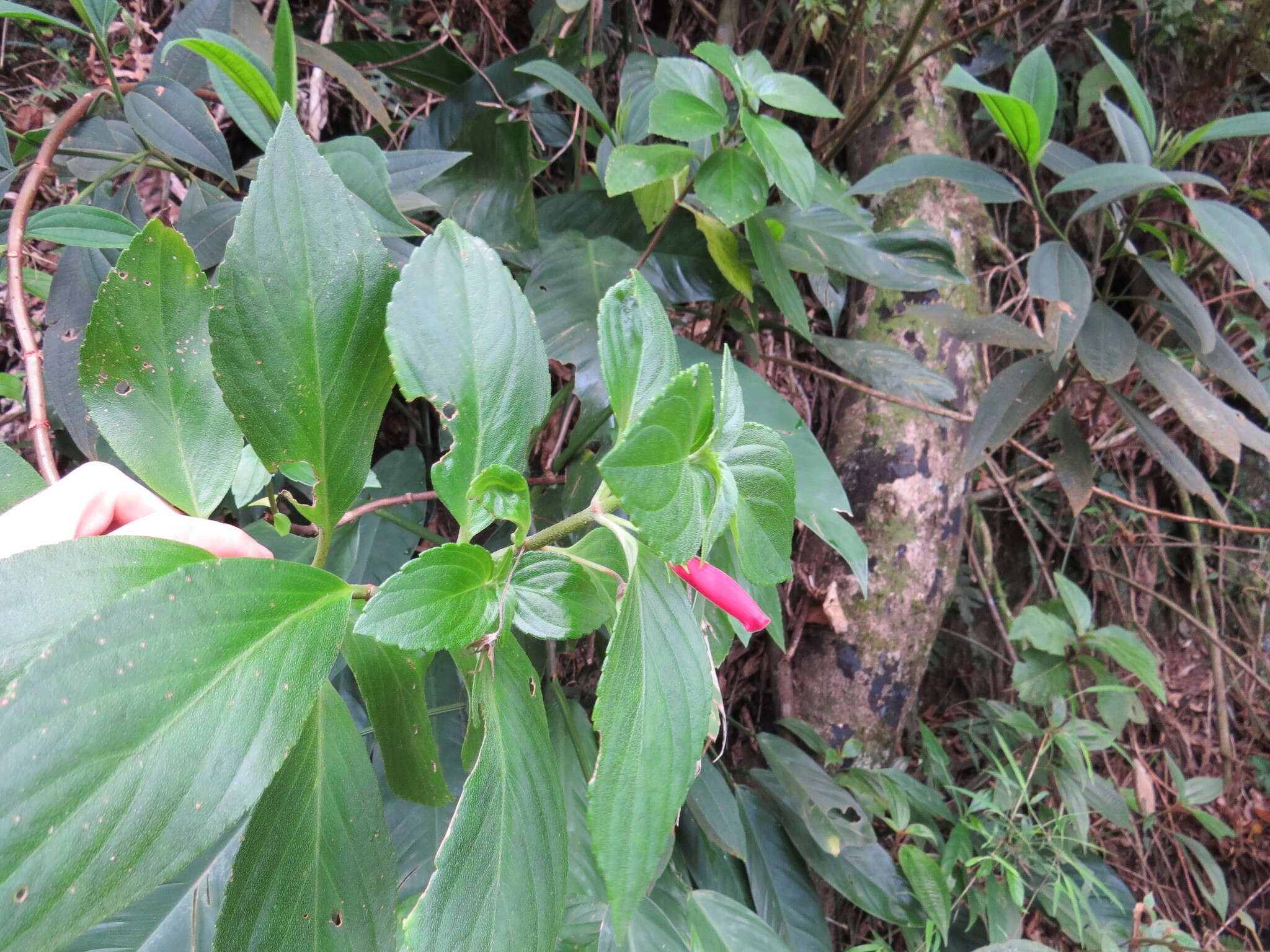 Image of Vanhouttea gardneri (Hook.) Fritsch