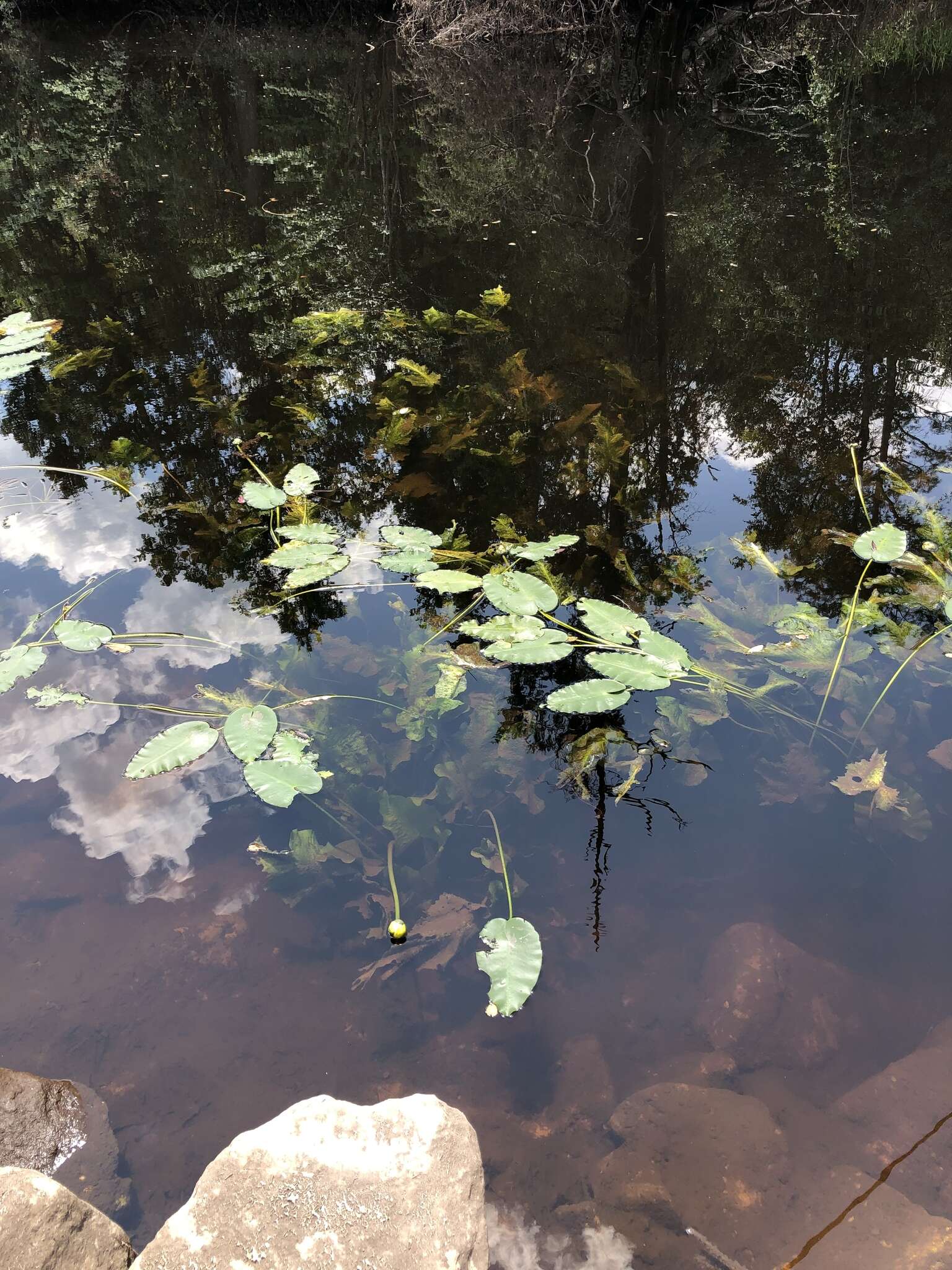 Image de Nuphar advena subsp. ulvacea (G. S. Mill. & Standl.) D. J. Padgett