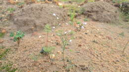 Image de Heliophila patens Oliv.