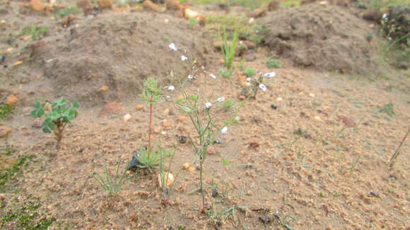 Слика од Heliophila patens Oliv.