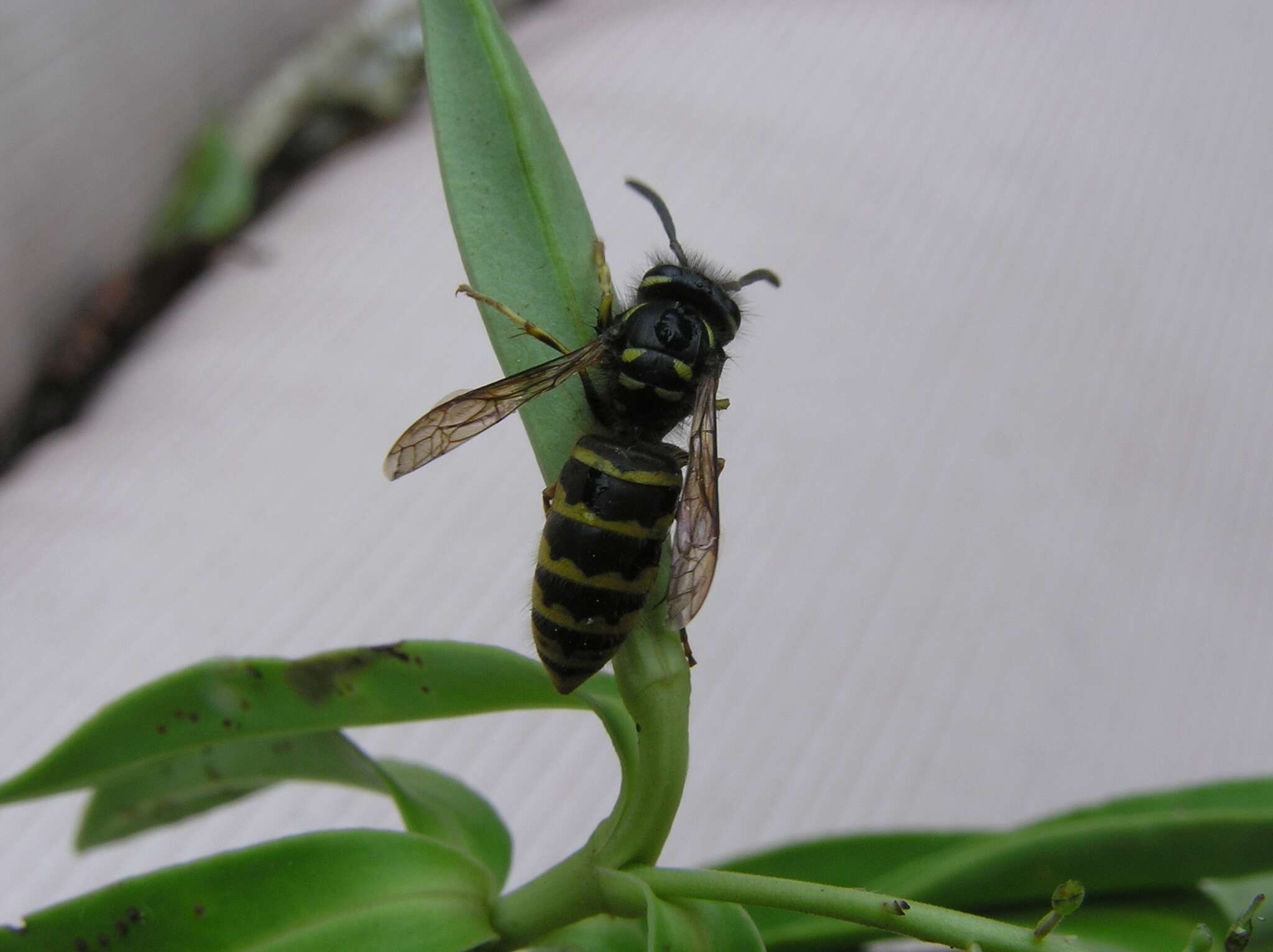 Image of Common wasp