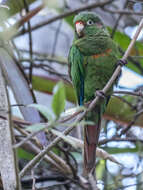 Image of Santa Marta Conure