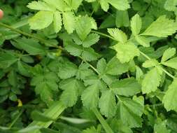 Image of Astilbe microphylla Knoll