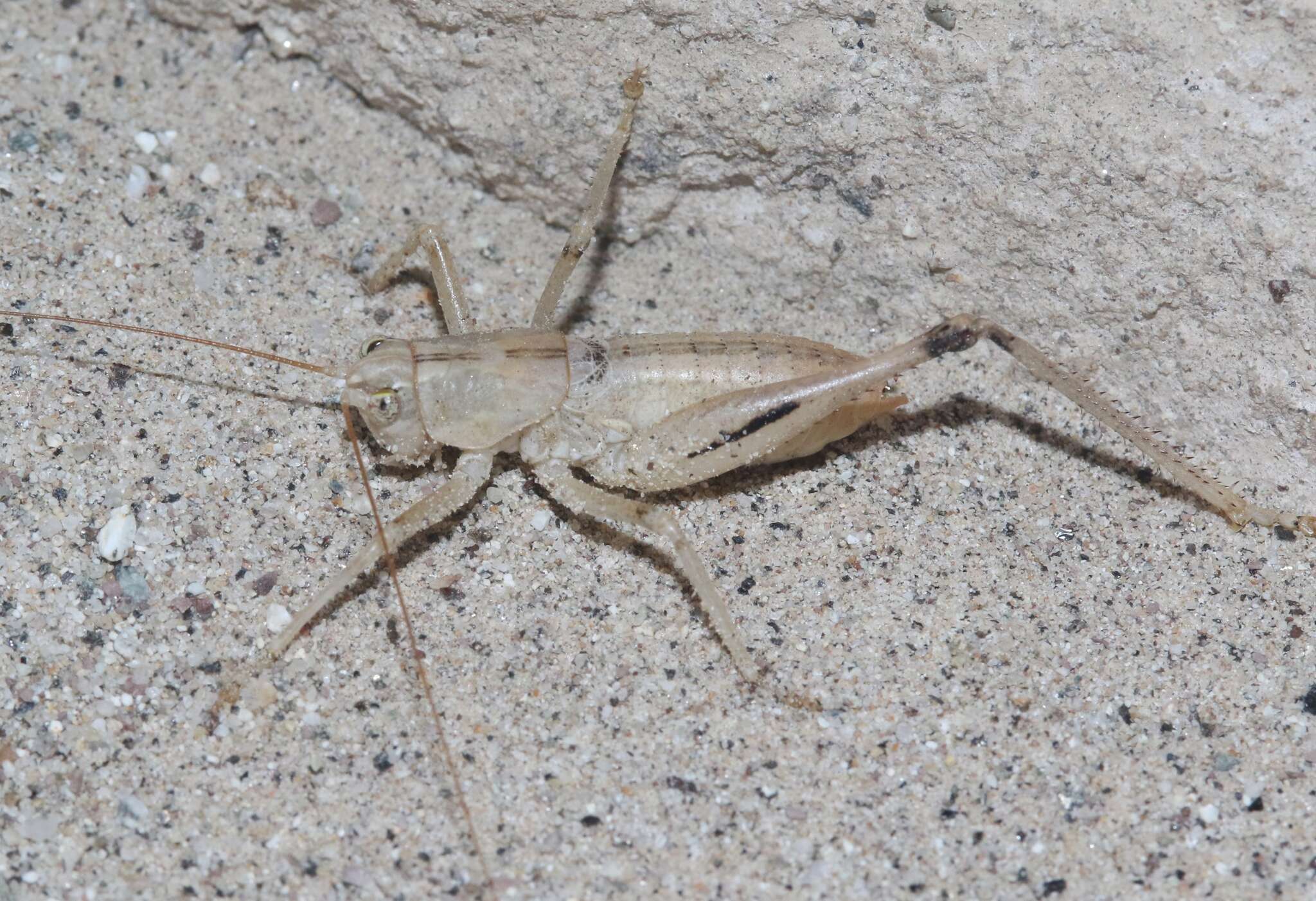 Image of Ateloplus notatus Scudder & S. H. 1901