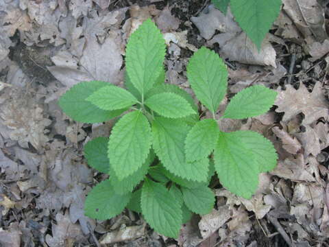 Plancia ëd Melittis melissophyllum subsp. carpatica (Klokov) P. W. Ball