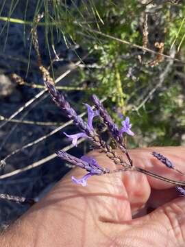 Imagem de Lavandula canariensis subsp. canariensis