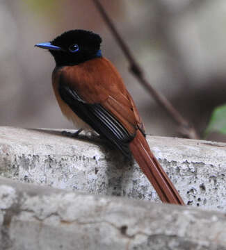 Image of Black-headed Paradise-Flycatcher