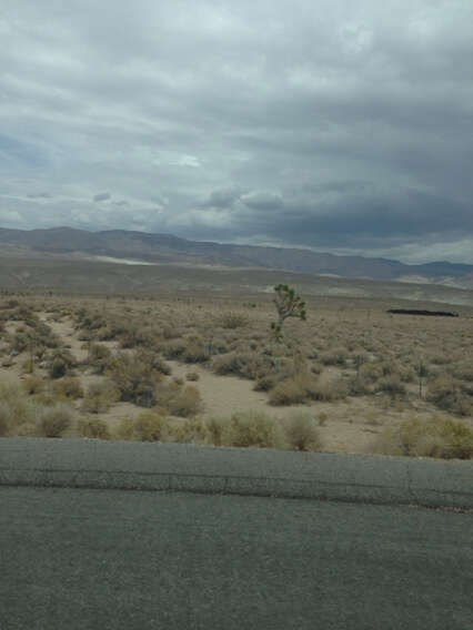 Image of Yucca brevifolia Engelm.