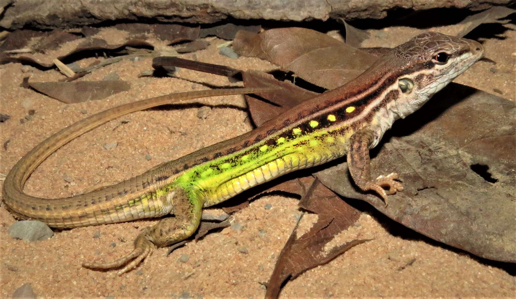 Imagem de Ameivula xacriaba Arias, Texeira Jr., Recoder, Carvalho, Zaher & Rodrigues 2014