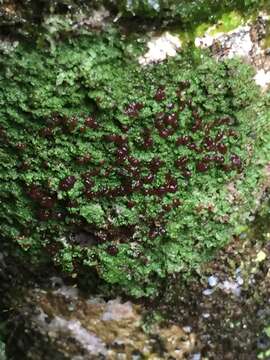 Image of dot lichen