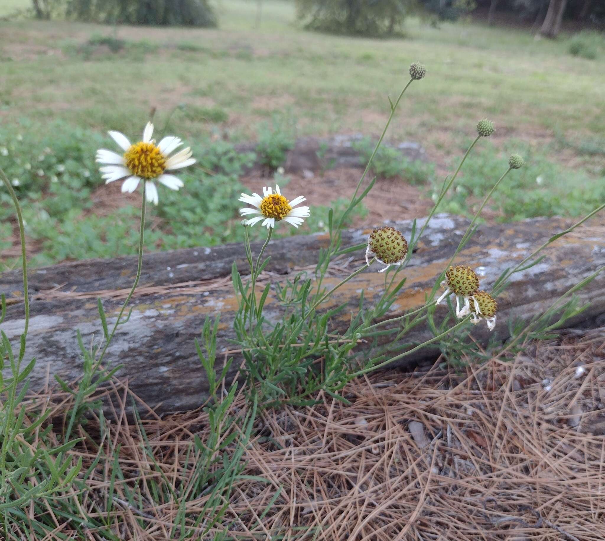 Image de Helenium radiatum (Less.) M. W. Bierner