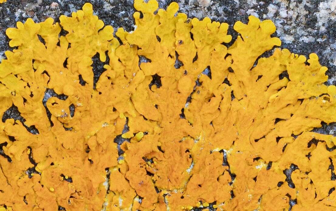 Image of Xanthoria aureola (Ach.) Erichsen