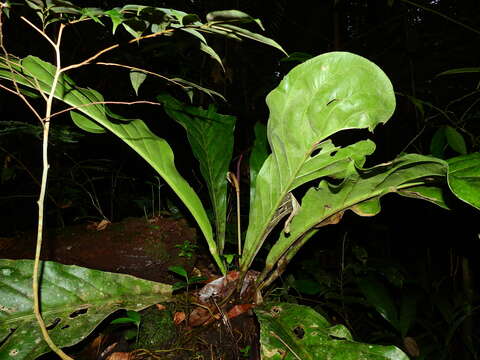 Image of Anthurium jenmanii Engl.