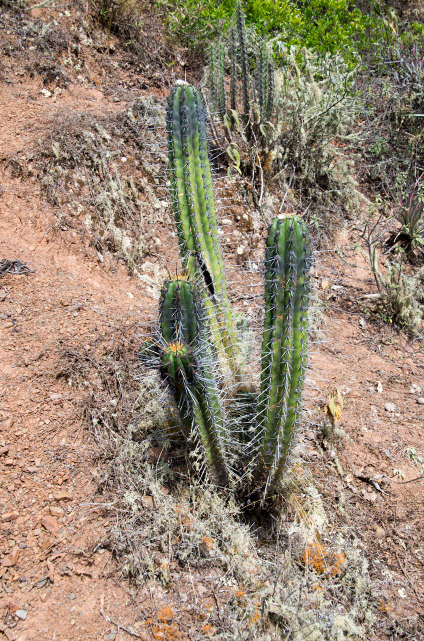 Image of Echinopsis clavata (F. Ritter) D. R. Hunt