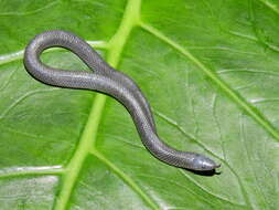 Image of Pyburn's Earth Snake
